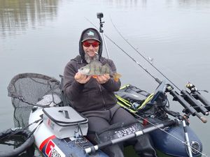 European Perch