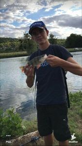European Perch