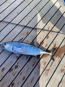 Bluefish