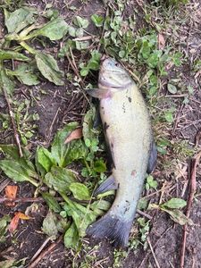 Tench