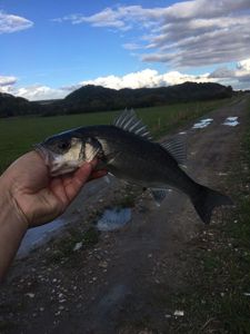 European Bass (Seabass)