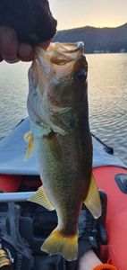 Largemouth Bass