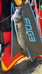European Bass (Seabass)