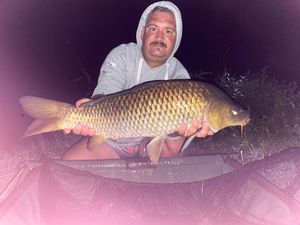 Common Carp