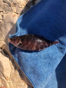 Axillary Wrasse