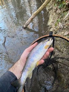Brown Trout