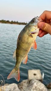 European Perch