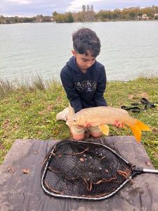 Common Carp