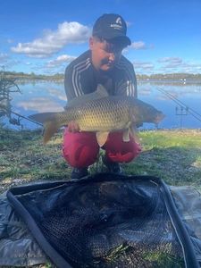 Common Carp