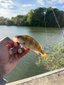 European Perch