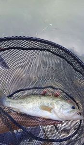 Largemouth Bass