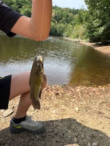 Black Bullhead