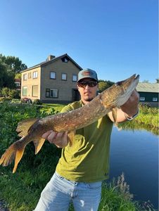 Northern Pike