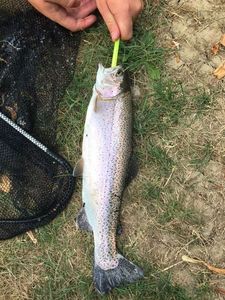 Brown Trout