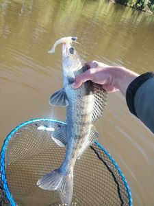 Zander