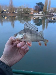 European Perch