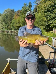 Tench