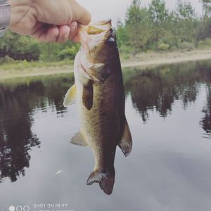 Largemouth Bass