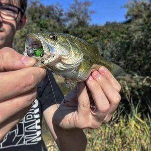 Largemouth Bass