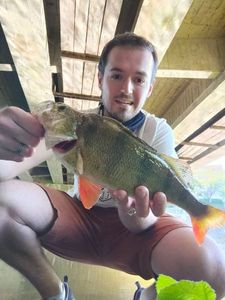 European Perch