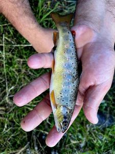 Brown Trout