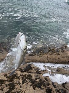 European Bass (Seabass)