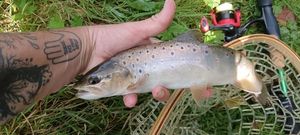 Brown Trout