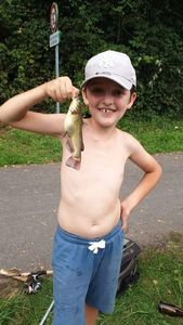 Black Bullhead