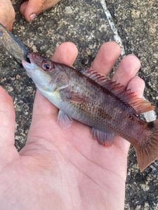 Ballan Wrasse