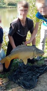 Mirror Carp