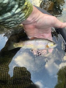 Brown Trout