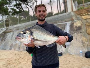 Gilthead Seabream
