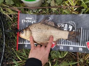 Crucian Carp
