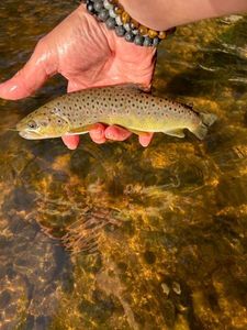 Brown Trout