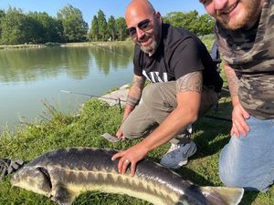 Sturgeon
