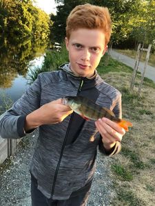 European Perch