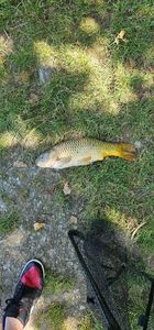 Common Carp