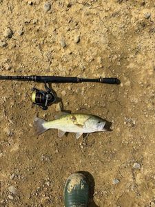 Largemouth Bass