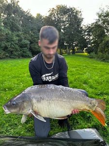 Mirror Carp