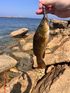 Ballan Wrasse