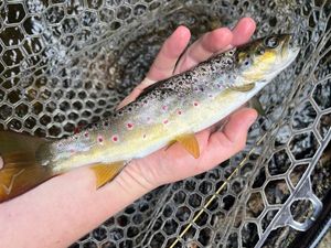 Brown Trout