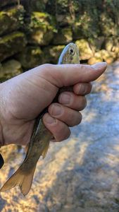 Brown Trout