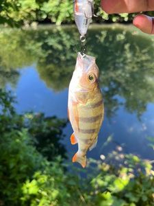 European Perch