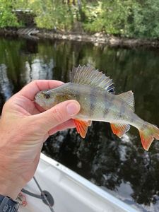 European Perch