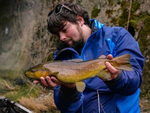 Brown Trout