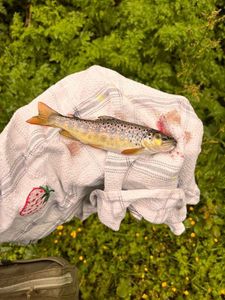 Brown Trout
