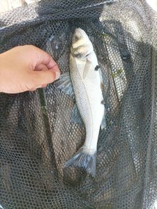European Bass (Seabass)