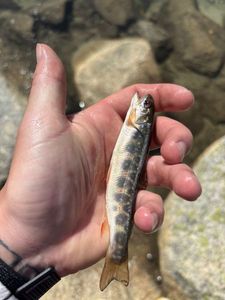 Brook Trout