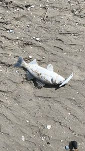 European Bass (Seabass)