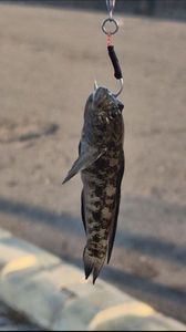 Giant Goby